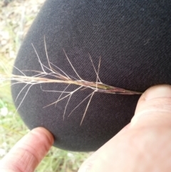Aristida ramosa (Purple Wire Grass) at Mount Ainslie - 19 Mar 2021 by SilkeSma