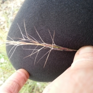 Aristida ramosa at Majura, ACT - 19 Mar 2021 02:47 PM