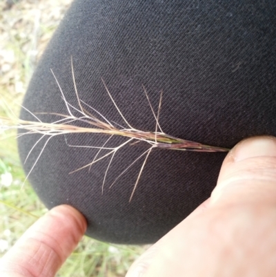 Aristida ramosa (Purple Wire Grass) at Majura, ACT - 19 Mar 2021 by SilkeSma