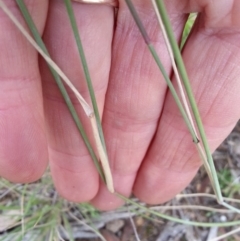 Aristida ramosa at Majura, ACT - 19 Mar 2021 02:47 PM