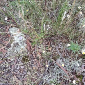 Aristida ramosa at Majura, ACT - 19 Mar 2021 02:47 PM