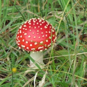 Amanita muscaria at Paddys River, ACT - 19 Mar 2021