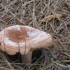 Lactarius deliciosus (Saffron Milkcap) at Gibraltar Pines - 19 Mar 2021 by SandraH