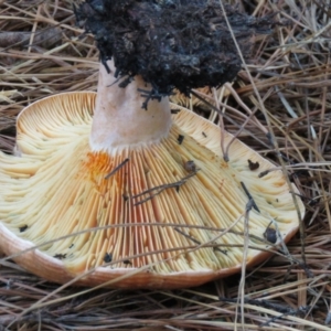 Lactarius deliciosus at Paddys River, ACT - 19 Mar 2021 01:00 PM