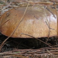 Suillus sp. (A bolete ) at Gibraltar Pines - 19 Mar 2021 by SandraH