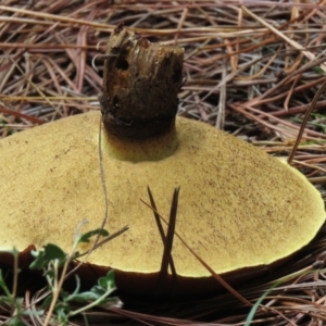 Suillus sp. at Paddys River, ACT - 19 Mar 2021 01:17 PM