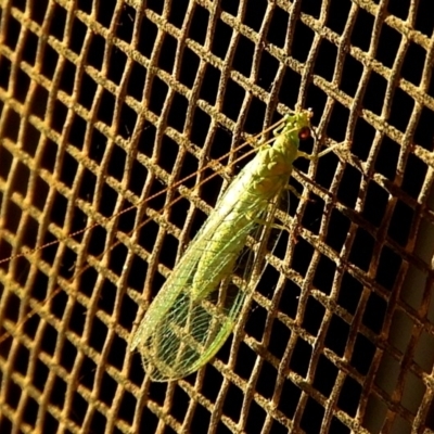 Chrysopidae (family) (Unidentified Green lacewing) at Crooked Corner, NSW - 24 Jan 2021 by Milly