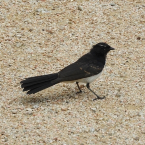 Rhipidura leucophrys at Fyshwick, ACT - 17 Mar 2021