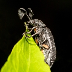 Rhipicera femorata (Feather-horned beetle) at Acton, ACT - 19 Mar 2021 by Roger