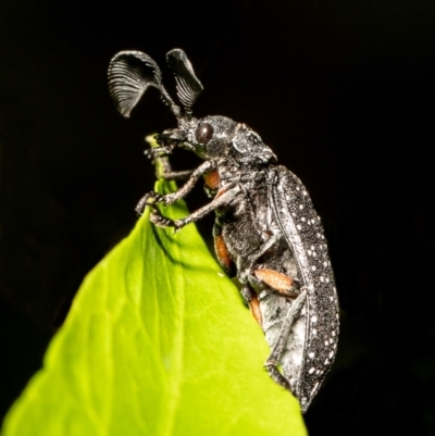 Rhipicera (Agathorhipis) femorata (Feather-horned beetle) at Acton, ACT - 19 Mar 2021 by Roger