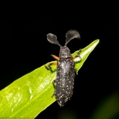 Rhipicera (Agathorhipis) femorata at Acton, ACT - 19 Mar 2021