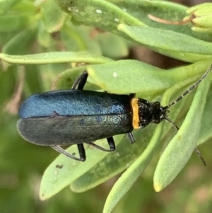 Chauliognathus lugubris at Murrumbateman, NSW - 19 Mar 2021