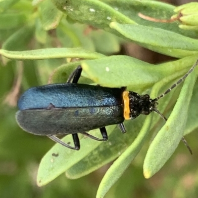 Chauliognathus lugubris (Plague Soldier Beetle) at Murrumbateman, NSW - 19 Mar 2021 by SimoneC