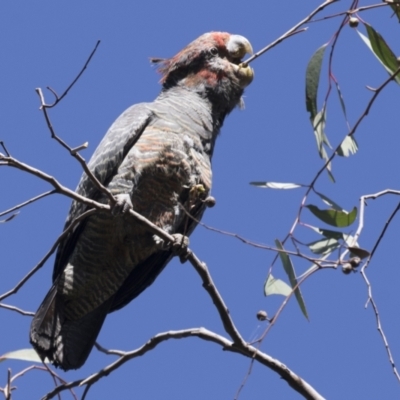 Callocephalon fimbriatum (Gang-gang Cockatoo) at Hawker, ACT - 14 Mar 2021 by AlisonMilton