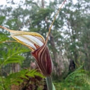 Diplodium coccinum at Captains Flat, NSW - 31 Jan 2021