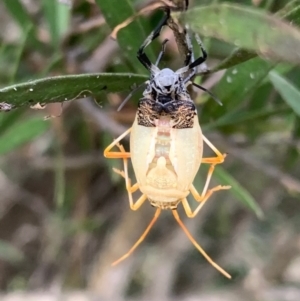 Pentatomidae (family) at Murrumbateman, NSW - 18 Mar 2021 06:20 PM