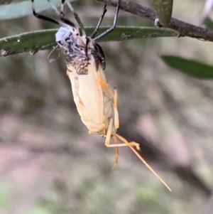Pentatomidae (family) at Murrumbateman, NSW - 18 Mar 2021