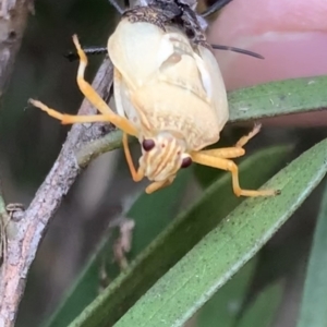 Pentatomidae (family) at Murrumbateman, NSW - 18 Mar 2021 06:20 PM