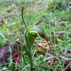 Diplodium decurvum (Summer greenhood) at Farringdon, NSW - 31 Jan 2021 by Philip