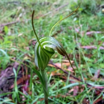Diplodium decurvum (Summer greenhood) at Farringdon, NSW - 30 Jan 2021 by Philip