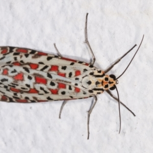 Utetheisa pulchelloides at Melba, ACT - 17 Dec 2020 11:52 PM