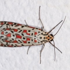 Utetheisa pulchelloides (Heliotrope Moth) at Melba, ACT - 17 Dec 2020 by AaronClausen