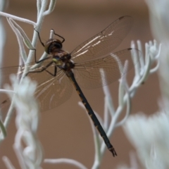 Hemicordulia tau (Tau Emerald) at Cook, ACT - 16 Mar 2021 by Tammy