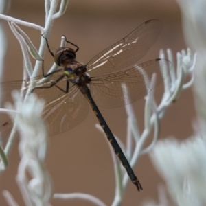 Hemicordulia tau at Cook, ACT - 16 Mar 2021 11:31 AM