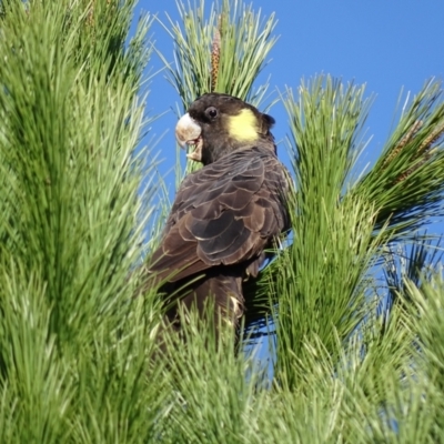 Zanda funerea (Yellow-tailed Black-Cockatoo) at Rye Park, NSW - 21 May 2016 by AaronClausen