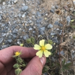 Potentilla recta (Sulphur Cinquefoil) at Tantangara, NSW - 7 Mar 2021 by Tapirlord