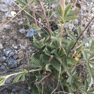 Potentilla recta at Tantangara, NSW - 7 Mar 2021