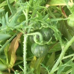 Solanum triflorum at Hackett, ACT - 19 Mar 2021