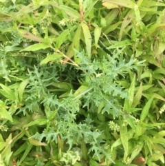 Solanum triflorum at Hackett, ACT - 19 Mar 2021