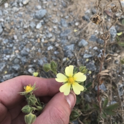 Potentilla recta (Sulphur Cinquefoil) at Kosciuszko National Park - 7 Mar 2021 by Tapirlord