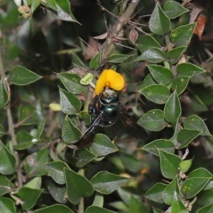 Xylocopa (Lestis) aerata at Acton, ACT - suppressed