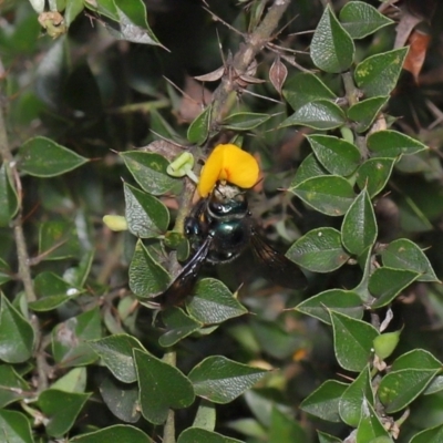 Xylocopa (Lestis) aerata (Golden-Green Carpenter Bee) at ANBG - 19 Mar 2021 by TimL