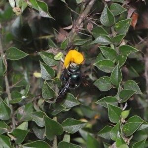 Xylocopa (Lestis) aerata at Acton, ACT - suppressed