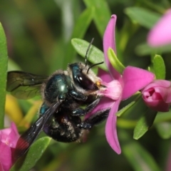 Xylocopa (Lestis) aeratus (Metallic Green Carpenter Bee) at Acton, ACT - 19 Mar 2021 by TimL