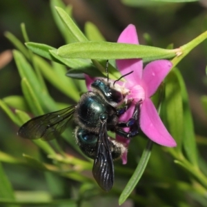 Xylocopa (Lestis) aerata at Acton, ACT - suppressed