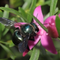 Xylocopa (Lestis) aerata at Acton, ACT - suppressed