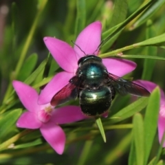 Xylocopa (Lestis) aerata at Acton, ACT - suppressed