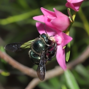 Xylocopa (Lestis) aerata at Acton, ACT - suppressed