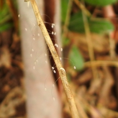 Neuroptera (order) (Unidentified lacewing) at QPRC LGA - 19 Mar 2021 by RodDeb