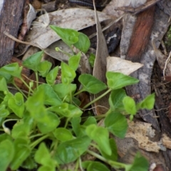 Viola sp. (Violet) at Weston, ACT - 18 Mar 2021 by AliceH