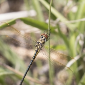 Hemicordulia tau at Hawker, ACT - 15 Mar 2021 11:12 AM