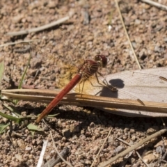 Diplacodes haematodes (Scarlet Percher) at Hawker, ACT - 15 Mar 2021 by AlisonMilton
