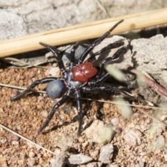 Missulena occatoria at Hawker, ACT - 15 Mar 2021 11:08 AM