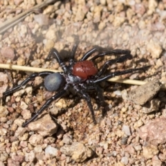 Missulena occatoria at Hawker, ACT - 15 Mar 2021 11:08 AM