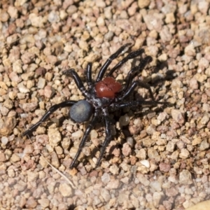 Missulena occatoria at Hawker, ACT - 15 Mar 2021 11:08 AM