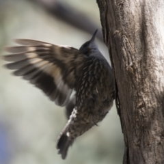 Cormobates leucophaea (White-throated Treecreeper) at The Pinnacle - 15 Mar 2021 by AlisonMilton